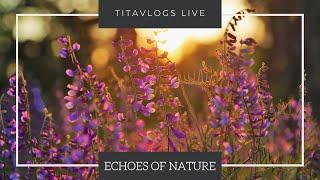 LIVE / Echoes of Nature / Ambient / Spa Sounds / Relax your Mind & Eyes / Deep Sleep