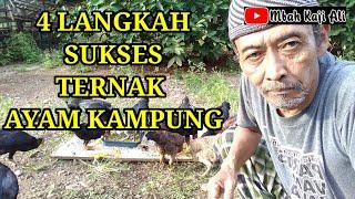 4 Langkah sukses ternak ayam kampung untuk pemula