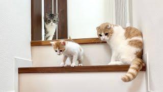 生まれて初めての階段が怖くて降りられない子猫を心配してる兄猫たちが健気すぎました…