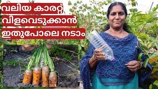 കുപ്പിയിലെ കാരറ്റ് കൃഷി | Carrot farming in bottle on terrace in container or pot | Malayalam