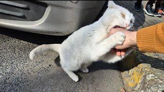 Angry White Cat Attacks me because I show interest in Other Cats.