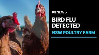 NSW poultry farm under quarantine after detection of bird flu | ABC News