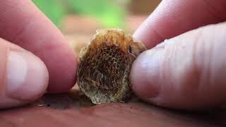 CUTTING OPEN A PRAYING MANTIS EGG CASE | WHAT IT LOOKS LIKE INSIDE