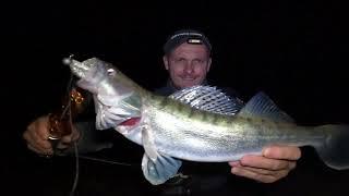 PREDATOR FISHING CROATIA - MRSHA, ELPI SWIFTY,CANNIBAL SHAD