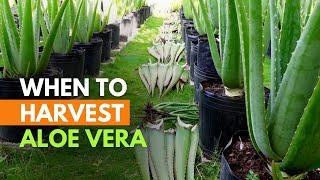 When and How Often Do You Harvest Aloe vera?