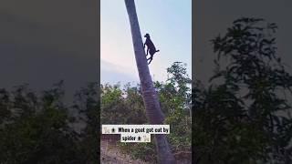 When a goat got cut by spider ️ #goatfunnyvideo #funnyvideo #cat