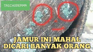 Kedepan Dunia Pertanian Akan Butuh Jamur TRICHODERMA dan Banyak Orang Mencarinya