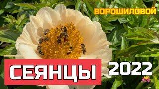 Сеянцы пионов Ворошиловой А.Б. Цветение 2022 года / Сад Ворошиловой