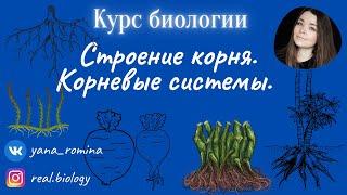 Корневые системы. Строение корня.