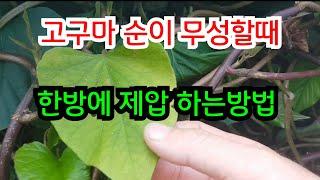 잎이 무성한 고구마 이렇게하면 단번에 제압 됩니다 #고구마 다수확 재배방법