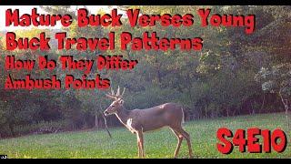 Mature bucks verses younger buck travel route patterns do they differ s4e10