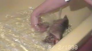 Baby armadillo takes a bath