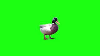 Green Screen Duck Effects || Duck Animations Chroma Key