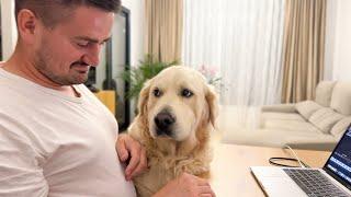 Cutest Golden Retriever Demands Attention from Dad