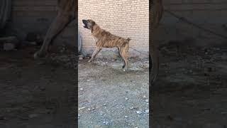 Legend dog #shorts #volkodav #animals #wolf #wolves #dog #keşfet #trending