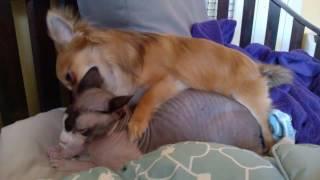 Sphynx Cat's ear wax cleaning session by Chihuahua Dylan