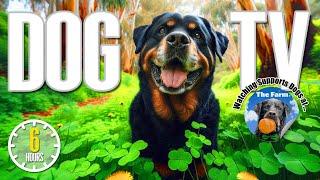 Dog TV for Dogs to Watch  Nature Sounds & Relaxing Dog Music for Dogs Home Alone to Soothe Anxiety