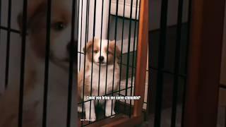 Remi wants chimpkin. #fypシ #dog #popular #viral #funnydogs #cutepuppy #lol #funnyvideos #puppy #aww