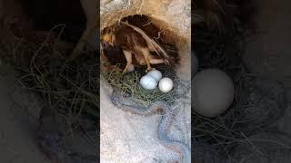 The eagle protects the eggs from the vicious snake