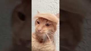 El Gato Trump #shorts