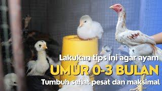 Ayam usia 0-3 bulan tumbuh sehat dan cepat besar !!!! Begini tips perawatannya