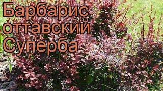 Барбарис оттавский Суперба (superba)  обзор: как сажать, саженцы барбариса Суперба