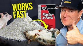 Killing Rats at Home with Plaster and Baking Soda - This works FAST!