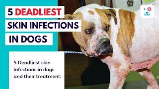 5 Deadliest Skin Infections in Dogs | QUICK Home Remedies to cure‍️ them. | Monkoodog