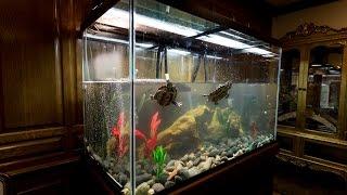 Indoor Red Eared Slider Turtle Tank Setup