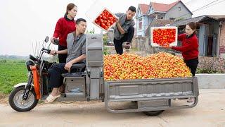 What will it be like when CEO Tuan becomes a farmer and harvests tomatoes by tricycle with Hoa?