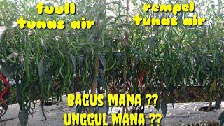 Unggul Mana ?? Cmk Tangguh F1 Full Rempel Tunas Air Dan Rawat Tunas Air