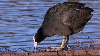 Eurasian Coots Calling and Making Clicking Noises | Scotland