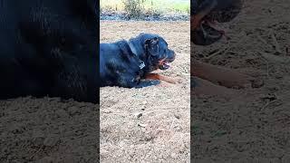 Rottweiler Lover #yutube #sot #video #bhojpuri #song #terending #varale #yt #explore #varalvideo