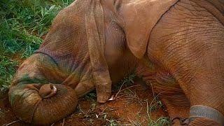 Rescue of Orphaned Elephant Losoito | Sheldrick Trust