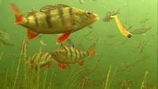 Must see: rare footage of perch attack soft fishing lures underwater.