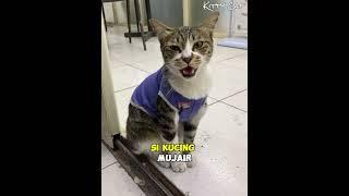 Viral!! Kucing Mujair Ini Diangkat Jadi Karyawan Indomaret  #kucinglucu #kucing #kucingoyen #viral