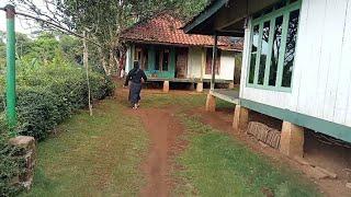 ngevlog sama istri main ke kebun,menanam padi , perkampungan peloksok Sukabumi Jawa Barat