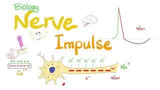 Action Potential - Nerve Impulse Transmission - Neurons  | Biology Series