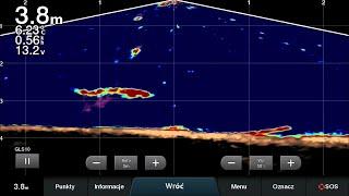 Garmin LiveScope Panoptix cz.10 Odra sandacz 96 cm branie wyjścia sumów i szczupaka #GarminLivescope