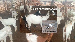 Goat Farming in Kenya Farm Update | Preparing for first kidding season