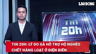 Tin 20h: Lý do gà hỗ trợ hộ nghèo chết hàng loạt ở Điện Biên | Báo Lao Động