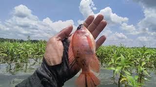 SENARKU DIBIKIN PUTUS LAGI DISINI, SPOT BAHARI WADUK CENGKLIK, MANCING SERU FUL RUWET #fishing #fish