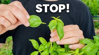 Stop Harvesting Your Basil Like This