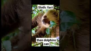 sloth: fact #shorts #shortsrandomfact #facts