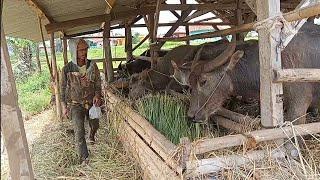 Kerbau Langsung Di Kasih Makan Setelah Selesai Membajak Sawah Tradisional, Pesona Lembur Sunda