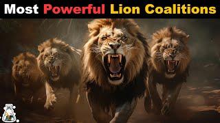 6 Most Powerful Lion Coalitions That Ever Lived