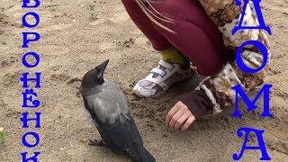 The crow at home. First walk.