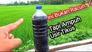 Cara Mengusir Tikus Di Sawah