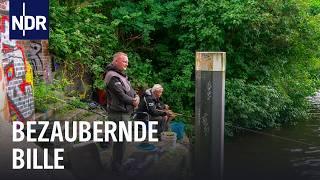 Brassen, Barsche, Bachforellen: Angeln an der Bille | Rute raus, der Spaß beginnt! | NDR Doku