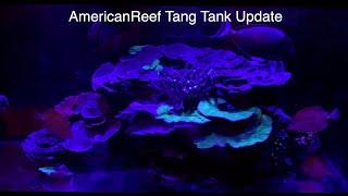 Tang Tank Update - Americanreef saltwater reef keeping video- salt water fish